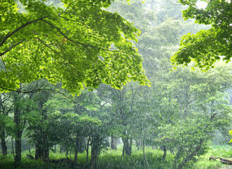 森に降るにわか雨。激しい雨脚がいっとき森を騒がせた。やがて雷鳴は遠ざかり、夏の日差しが山から下りてくる。