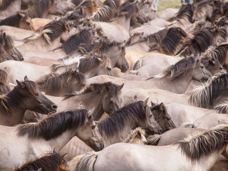 Wildpferdefang in Dülmen-Merfeld