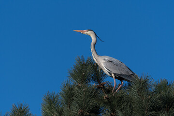 A grey heron in a tree, photographed in the Netherlands.