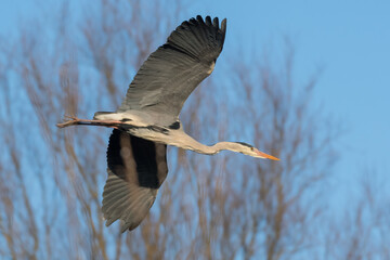 Grey Heron (Ardea cinerea) in flight, The Netherlands.