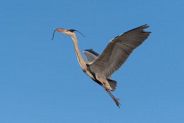 Grey Heron (Ardea cinerea) in flight, The Netherlands.