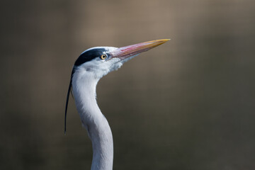 Close up of a Great grey Heron, with the dark color of the water as a background. Photographed in the Netherlands.