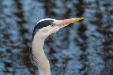Close up of a Great grey Heron, with the dark color of the water as a background. Photographed in the Netherlands.