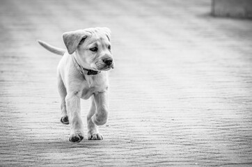 white labrador retriever puppy
