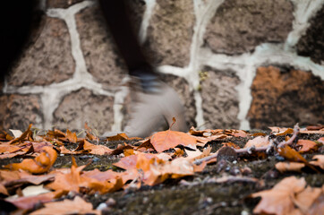 walking alone in autumn