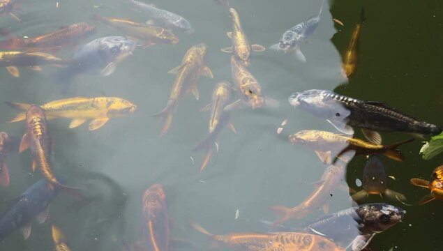Unos peces en un lago de agua dulce 