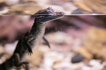 animal in the cage looking and finding a way out