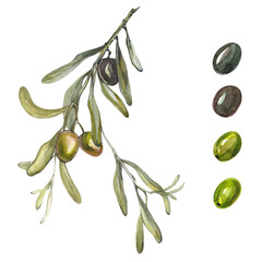 Olive branch on a white background. Isolated olive branch and olives. Olives watercolor set. Handmade Greek plants.