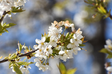 Spring Background, flowers of the cherry blossoms.Blooming cherry tree in spring time