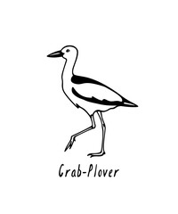 Vector illustration of hand drawn crab-plover. Ink drawing, beautiful animal design elements.