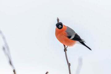 The Eurasian bullfinch, common bullfinch or bullfinch (Pyrrhula pyrrhula)