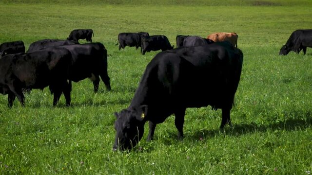 Free open range ranching grazing cattle livestock cows and bulls in countryside farming valley 