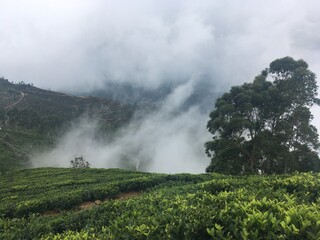 misty morning in the mountains