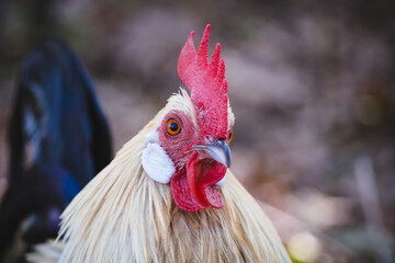 detail view of white cock