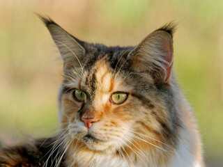 Maine Coon Katze auf der Wiese
