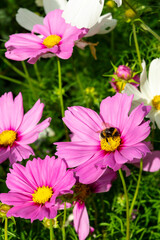 Obraz premium bee and purple flowers of Cosmea on a sunny day