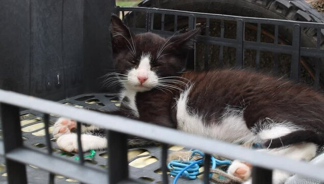 Un gato de tono blancos y negros acostado en una canasta 