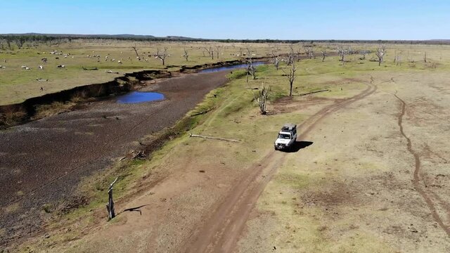 Dead trees and empty river with cattles at the swamp of Lake Argyle at the outback in Australia with a driving 4WD in the morning light – aerial view with drone