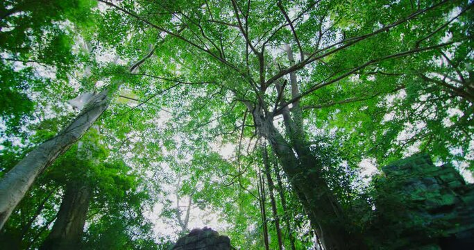 Tree at Ta Prohm Temple with Morning Light in Angkor, Siem Reap, Cambodia