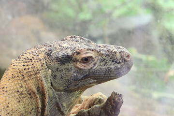 close up portrait of a lizard
