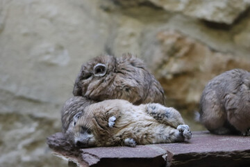 marmots in the zoo
