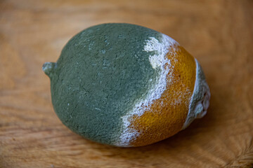 Closeup of green moldy lemon fruit on wooden background. Perishable food. Rotting citrus decomposition
