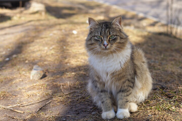 A fluffy Siberian brown cat with a white collar walks down the street in the spring