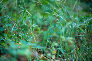 green grass in the morning