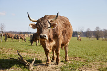 Cow in the pasture looks at the camera. Normal perspective. In the background you can see other cows on the pasture. 