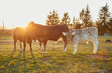 Light and dark calves backlit in a meadow. The sun pops into the lens and awakens a feeling of...