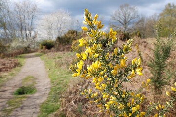 Chorleywood Common gorse flowering plant in the Hertfordshire countryside