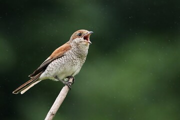 The Red-backed Shrike (Lanius collurio) female sitting on the small branch and singing. Open beak, rain drops around, green background.