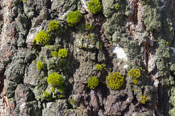 Green moss on the bark of a birch tree of white, gray, black colors with a beautiful relief texture