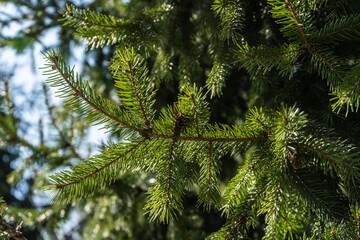 Pine paw, a green branch of pine  
