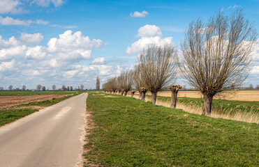 Obraz premium Dutch polder landscape in the spring season. A country road leads to the dike with the river. At the edge of the ditch are freshly pruned pollard willows.