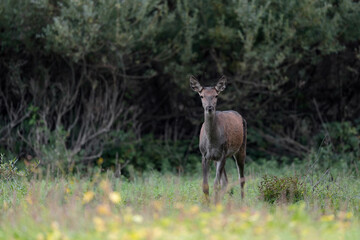 Red deer female comes out the forest at dusk (Cervus elaphus)