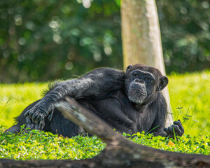 portrait of a gorilla