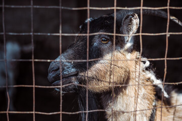 Domestic goat in the cage, rural farm animal