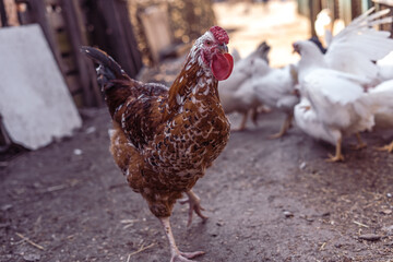 Chicken at the farm, hen, domestic bird