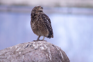 Burrowing owl in zoo on rock