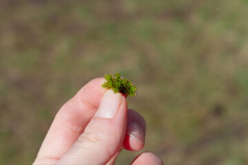 Hold a small bunch of green moss in your hand