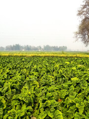 Fototapeta na wymiar green agriculture field of lettuce