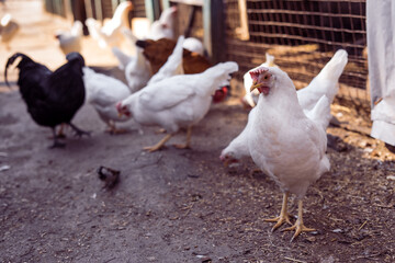 Chicken at the farm, hen, domestic bird