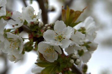 Primo piano a dei classici ma belli fiori di ciliegio.