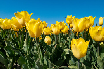 yellow tulips in spring