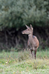 Naklejka na ściany i meble Deer female at the edge of the woodland (Cervus elaphus)
