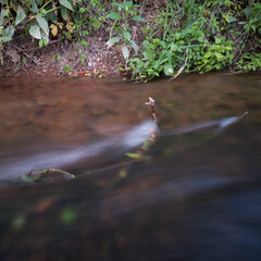Detail from creek, abstract water splash over branch stuck in creek near bank