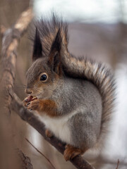 squirrel on a tree