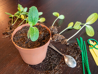 Pflanzzeit umtopfen jungen Gurkenpflanzen