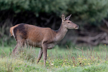 Naklejka na ściany i meble Beautiful deer female at grazing (Cervus elaphus)